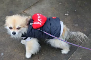 All Dogs Matter Valentines Dog Walk, London
