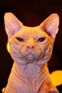 Cats: Artemis aka Wrynkleskyns Mementi Mori the hairless Sphynx Cat at the London Pet Show 2013