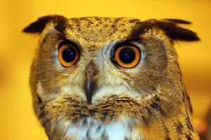 Birds: Arthur the European Eagle Owl at the London Pet Show 2013