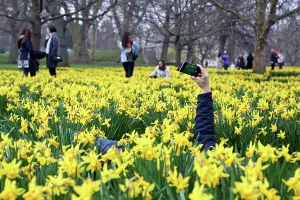 Blooming daffodils herald spring as the clocks go forward in St. James Park, London