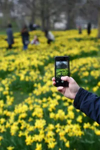 Blooming daffodils herald spring as the clocks go forward in St. James Park, London