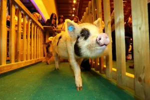Sport: Boe the Micro Pig at the Micro Pigs Racing at the London Pet Show 2013