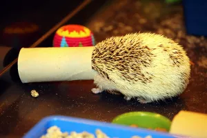 Funny: Cali the Hedgehog gets her head stuck when playing with a toilet roll at the London Pet Show 2013