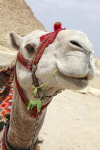 Stock Geography: A Camel in Cairo, Egypt