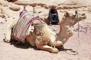 Camels: Camel in the desert
