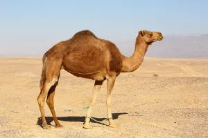 Amman And Jordan: Camel in the desert in Amman, Jordan