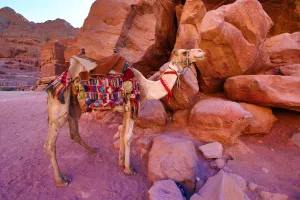Camel in the rock city of Petra, Jordan