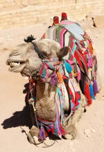 Heritage: Camel in the rock city of Petra, Jordan