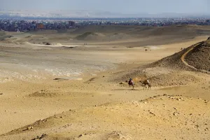 Giza: Camels in the desert on the Giza Plateau, Cairo, Egypt