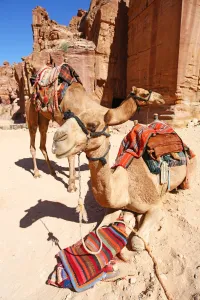 Heritage: Camels in the rock city of Petra, Jordan