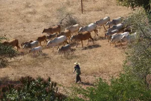 Women: Cattle herder herding herd of cattle on the Plain of Bagan, Bagan, Myanmar (Burma)