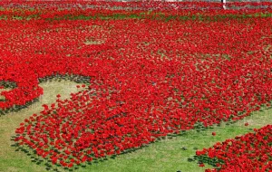 Great: Ceramic poppies fill the moat of the Tower of London to commemorate WWI, London, England
