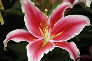 Editor's Picks: Chelsea Flower Show
