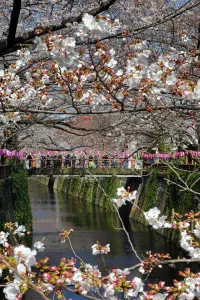 Traditions: Cherry Blossom or Sakura season, Tokyo, Japan