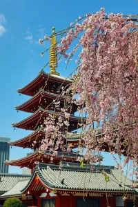Cherry Blossom or Sakura season, Tokyo, Japan
