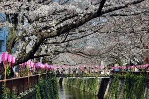 Cherry Blossom or Sakura season, Tokyo, Japan
