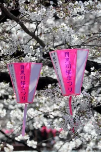 Cherry Blossom or Sakura season, Tokyo, Japan