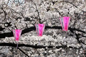 Cherry Blossom or Sakura season, Tokyo, Japan