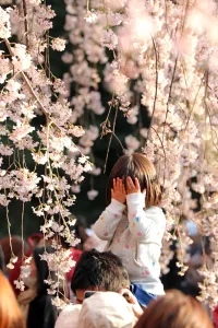 Cherry Blossom season begins in Shinjuku, Tokyo, Japan