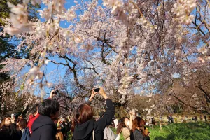 Tree: Cherry Blossom season begins in Shinjuku, Tokyo, Japan