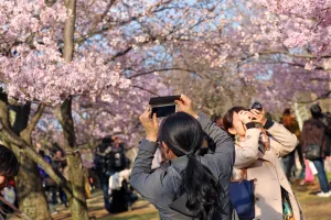 Cherry Blossom season begins in Shinjuku, Tokyo, Japan