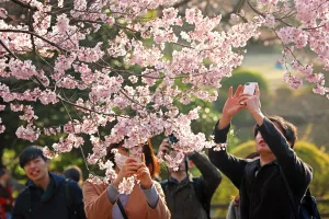 Cherry Blossom season begins in Shinjuku, Tokyo, Japan