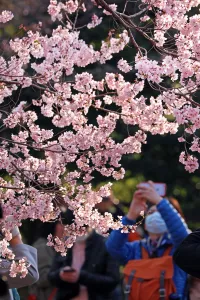 Cherry Blossom season begins in Shinjuku, Tokyo, Japan