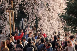 Cherry Blossom season begins in Shinjuku, Tokyo, Japan