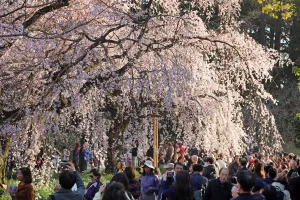Cherry Blossom season begins in Shinjuku, Tokyo, Japan