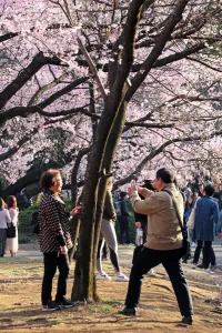 Cherry Blossom season begins in Shinjuku, Tokyo, Japan