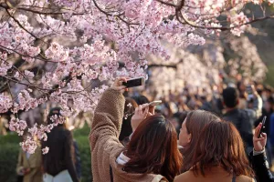 Cherry Blossom season begins in Shinjuku, Tokyo, Japan