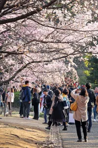 Cherry Blossom season begins in Shinjuku, Tokyo, Japan