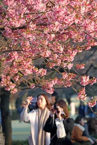Cherry Blossom season begins in Shinjuku, Tokyo, Japan