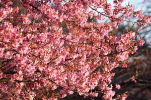 Cherry Blossom season begins in Shinjuku, Tokyo, Japan