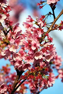 Collections: Cherry Blossom Japan 2019