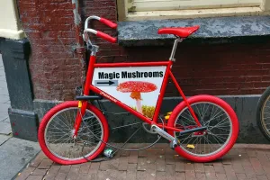 Advert: Childs bicycle advertising, Magic Mushroom drugs in Amsterdam, Holland