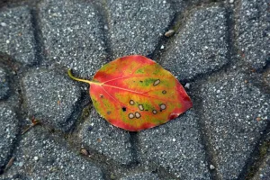Autumn: Colourful leaf on the path in the park at Ueno, Tokyo, Japan