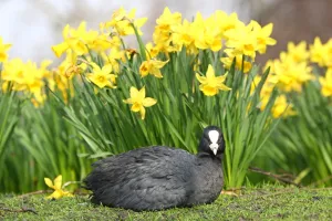 Saint: A Coot with Spring Daffodils in St. James Park, London