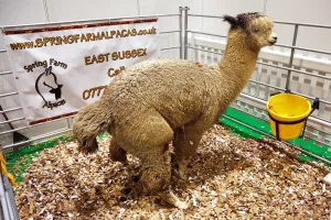 Animals: Cute meets weird and quirky at the National Pet Show, Excel, London