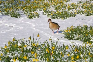 Snow In London: Daffodils defy the snow in St James Park, London