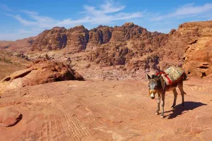 Heritage: A donkey and view of sandstone rock formations overlooking the valley of the rock city of Petra
