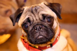 Dogs: Dylan the Pug dog at the London Pet Show 2013