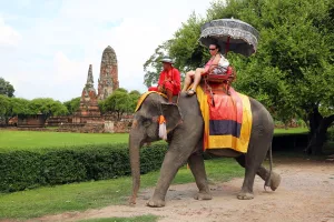 Tourism: Elephants for sightseeing tours in Ayutthaya, Thailand