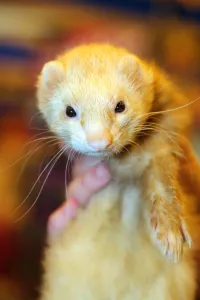 Cute: Ferret at the London Pet Show 2013, Earls Court, London, England