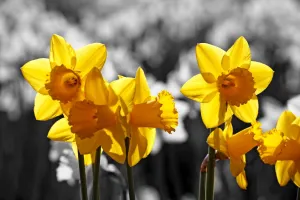 Flowers: Flowers in Spring. Yellow Daffodils blooming, spot colour