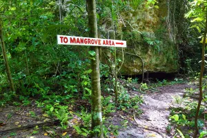 Tree: Forest path through tropical vegetation, Carp Island, Republic of Palau, Micronesia
