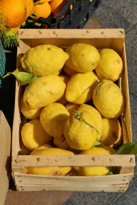 Italy: Fresh lemons on sale in the street market in the city of Pompeii, Italy