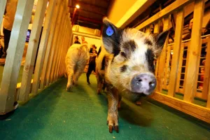 Sport: Gizmo the Micro Pig at the Micro Pigs Racing at the London Pet Show 2013