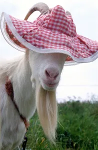 Goat wearing a hat
