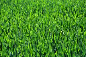 Back Ground: Green Grass